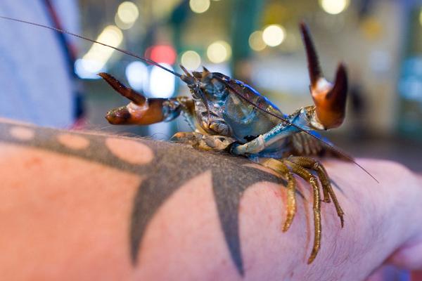 2018養小龍蝦賺錢嗎？小龍蝦養殖的利潤與投資成本及前景預測