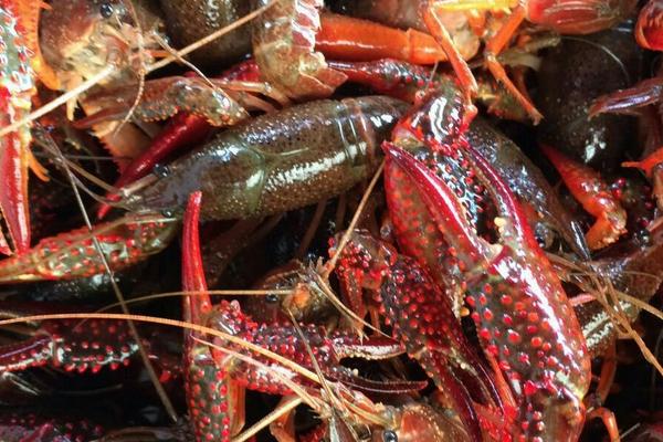 2018養小龍蝦賺錢嗎？小龍蝦養殖的利潤與投資成本及前景預測