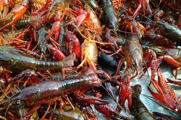 2018養小龍蝦賺錢嗎？小龍蝦養殖的利潤與投資成本及前景預測