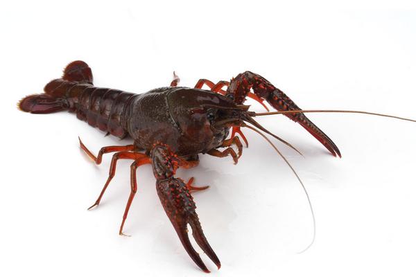 2018養小龍蝦賺錢嗎？小龍蝦養殖的利潤與投資成本及前景預測