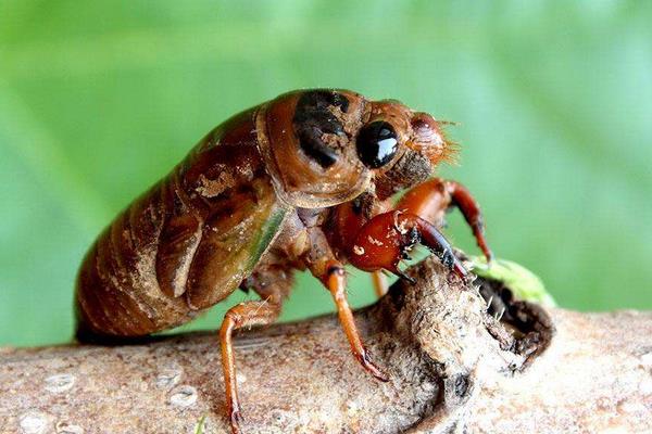 養(yǎng)殖金蟬之秋冬季節(jié)金蟬卵枝的保管