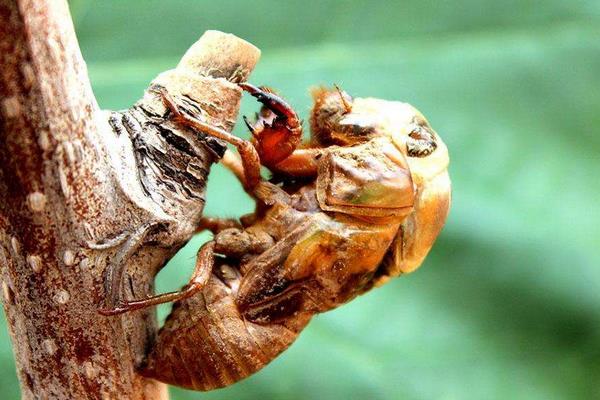 養(yǎng)殖金蟬之秋冬季節(jié)金蟬卵枝的保管