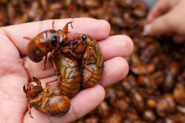 養(yǎng)殖金蟬之秋冬季節(jié)金蟬卵枝的保管