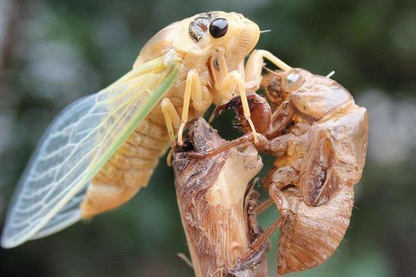 養(yǎng)殖金蟬之秋冬季節(jié)金蟬卵枝的保管