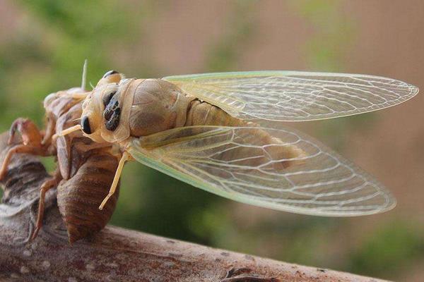 養(yǎng)殖金蟬之秋冬季節(jié)金蟬卵枝的保管