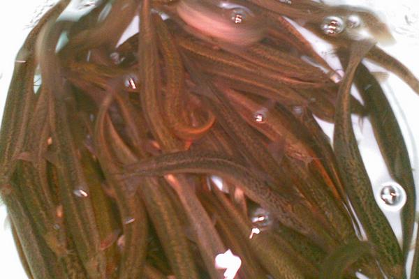 2018養(yǎng)泥鰍賺錢嗎?泥鰍養(yǎng)殖的利潤與投資成本及前景預(yù)測