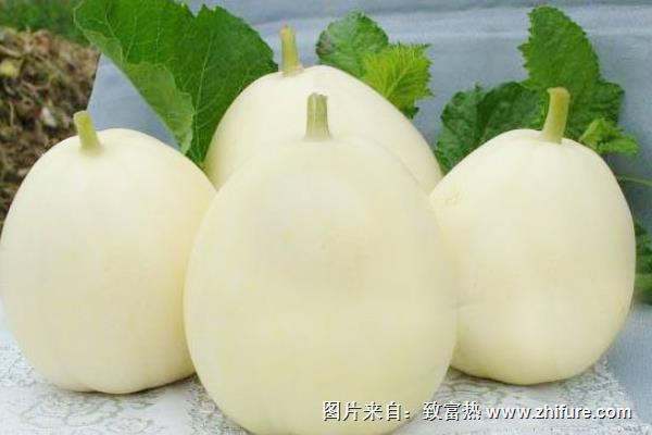 甜瓜科學種植技術