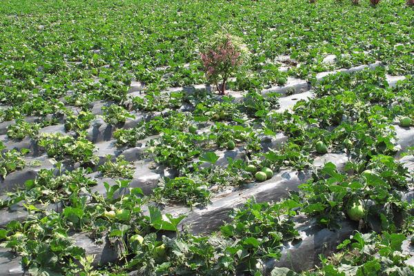 甜瓜科學種植技術