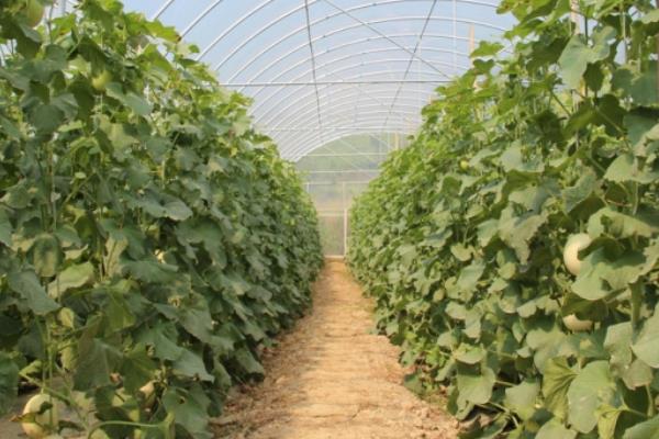 甜瓜科學種植技術