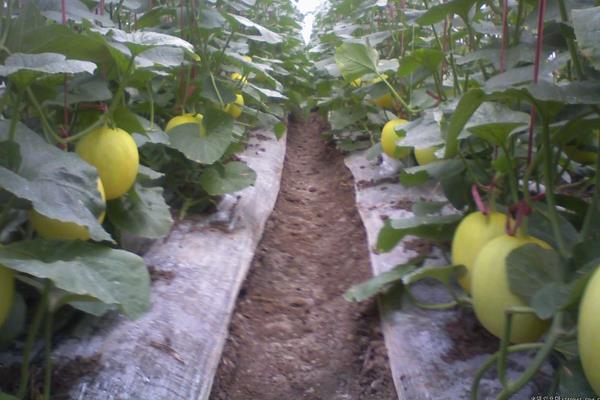 甜瓜科學種植技術