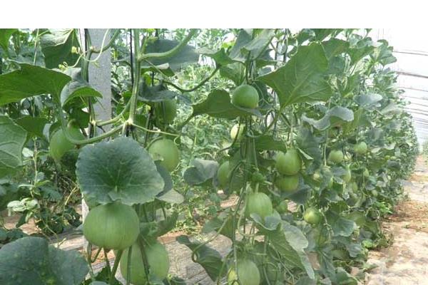 甜瓜科學種植技術