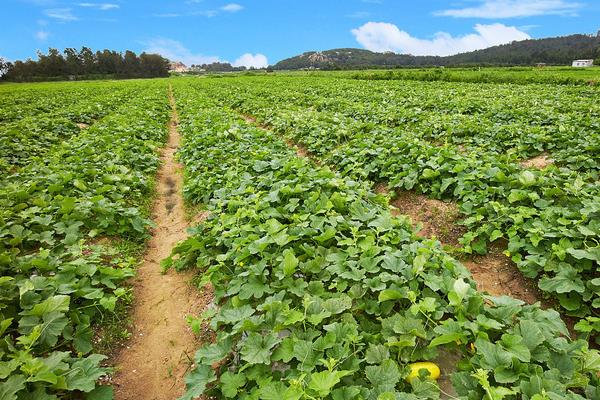 甜瓜科學種植技術