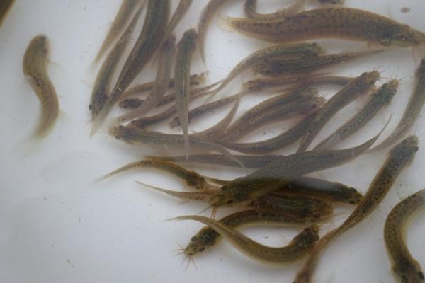 2018養(yǎng)泥鰍賺錢嗎?泥鰍養(yǎng)殖的利潤與投資成本及前景預(yù)測