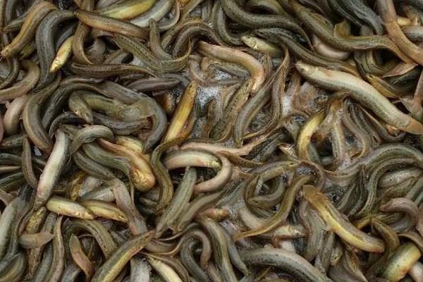 2018養(yǎng)泥鰍賺錢嗎?泥鰍養(yǎng)殖的利潤與投資成本及前景預(yù)測