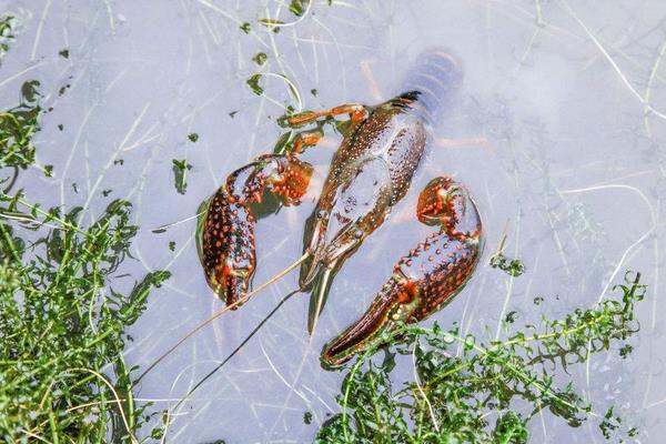 小龍蝦養殖利潤和效益