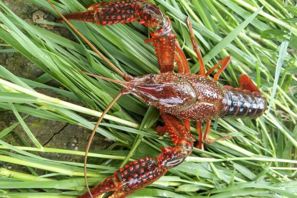 小龍蝦養殖利潤和效益