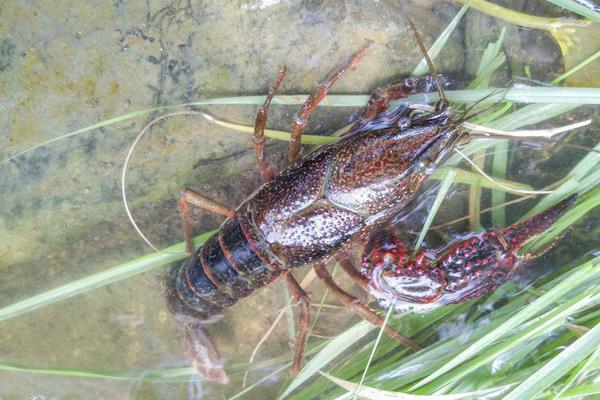 小龍蝦養殖利潤和效益