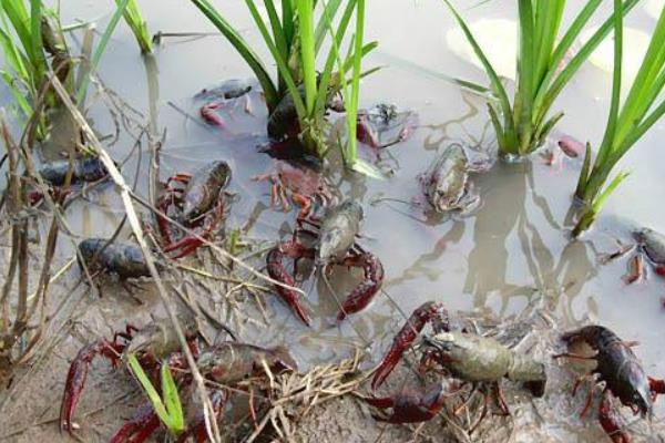 小龍蝦養殖利潤和效益