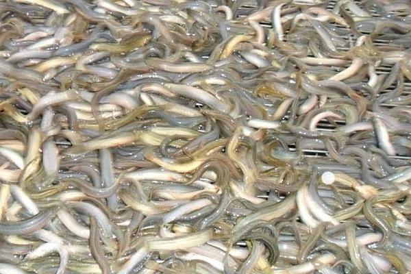 2018養(yǎng)泥鰍賺錢嗎?泥鰍養(yǎng)殖的利潤與投資成本及前景預(yù)測