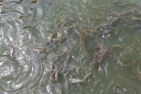 2018養(yǎng)泥鰍賺錢嗎?泥鰍養(yǎng)殖的利潤與投資成本及前景預(yù)測