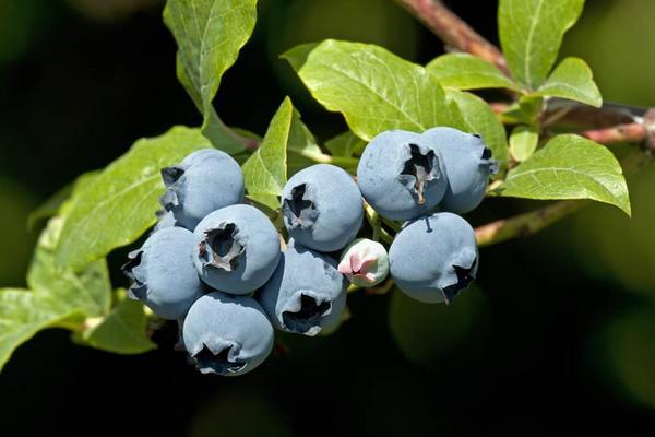 藍莓什么品種好