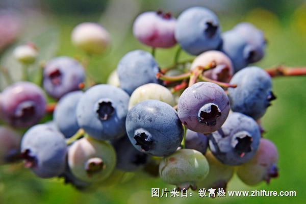 藍(lán)莓什么品種好