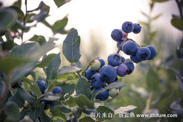 藍莓什么時候成熟