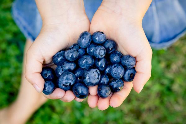 藍(lán)莓什么時(shí)候成熟