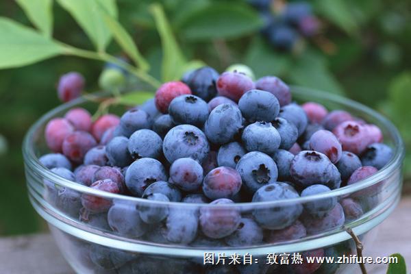 藍莓營養價值