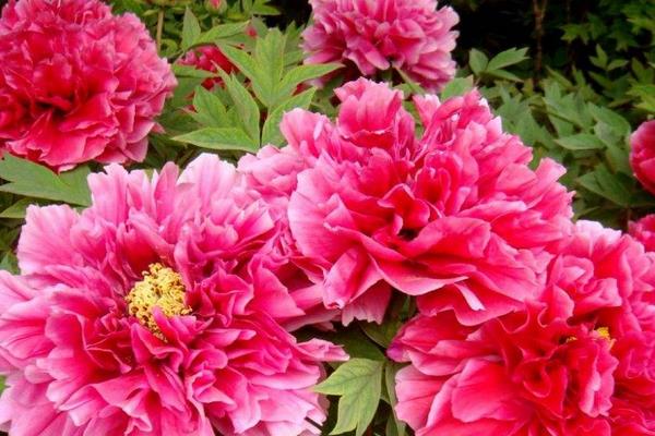 種一畝牡丹花能賺多少錢?種牡丹花的成本和利潤