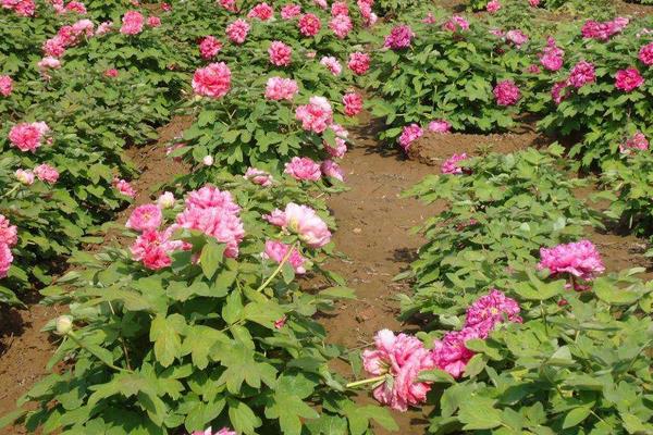 種一畝牡丹花能賺多少錢?種牡丹花的成本和利潤