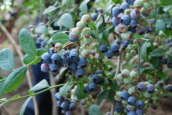 藍莓營養價值