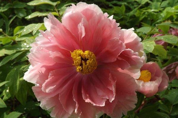 種一畝牡丹花能賺多少錢?種牡丹花的成本和利潤