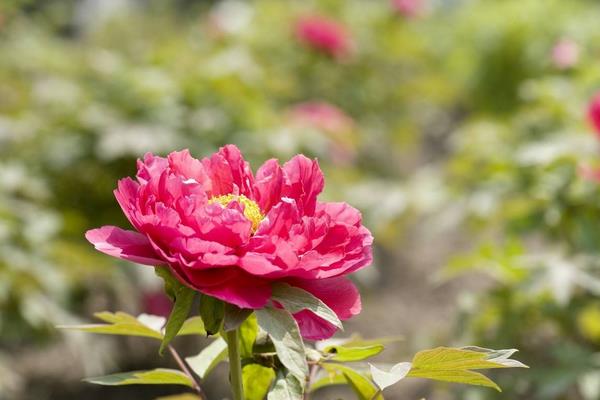 種一畝牡丹花能賺多少錢?種牡丹花的成本和利潤