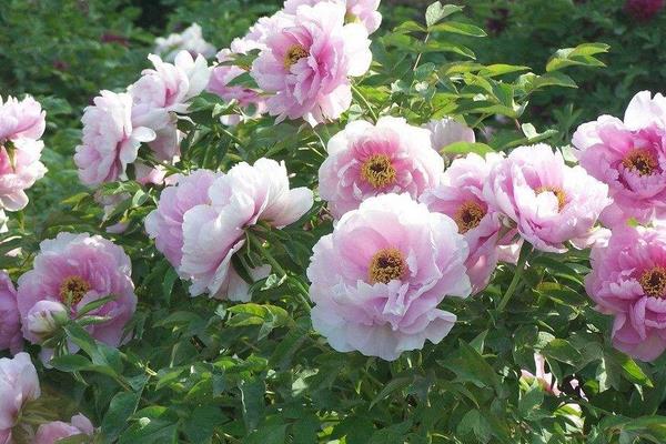 種一畝牡丹花能賺多少錢?種牡丹花的成本和利潤