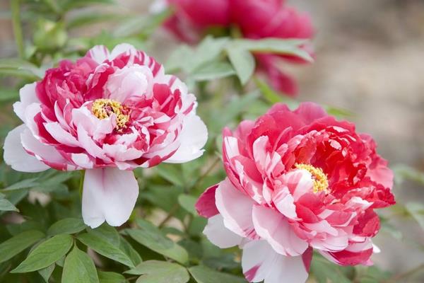 種一畝牡丹花能賺多少錢?種牡丹花的成本和利潤