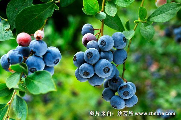 藍(lán)莓怎么種