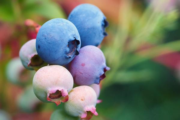 藍(lán)莓怎么種