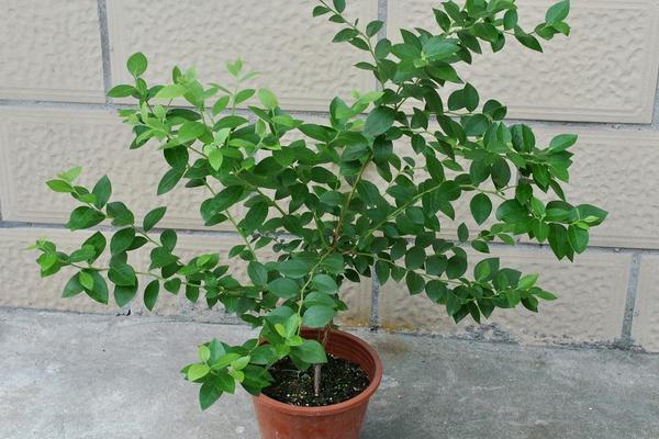 藍(lán)莓怎么種