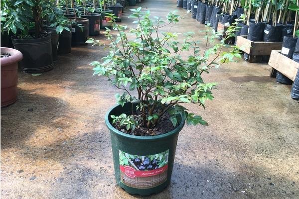 藍(lán)莓怎么種