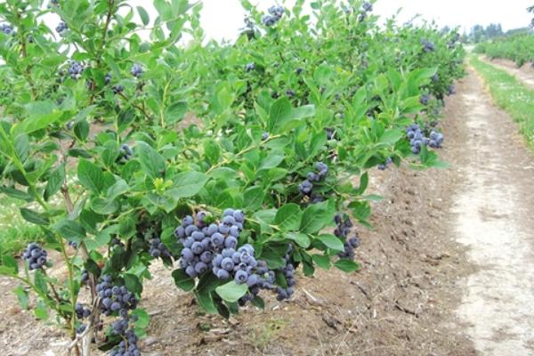 藍(lán)莓怎么種