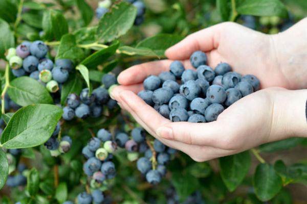 藍(lán)莓怎么種