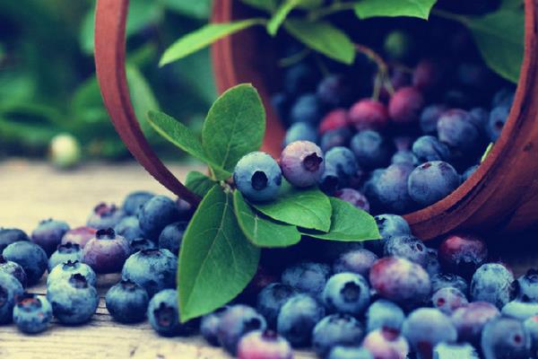 藍莓干和藍莓的營養價值一樣嗎