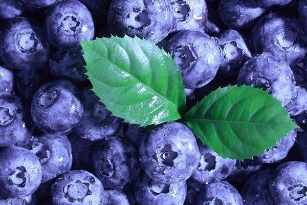 藍莓干和藍莓的營養價值一樣嗎