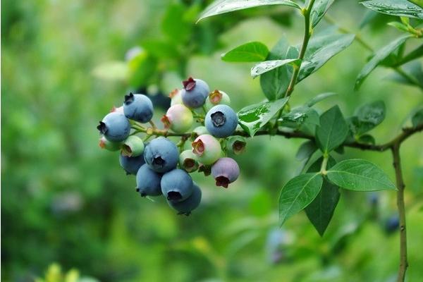 什么是藍(lán)莓