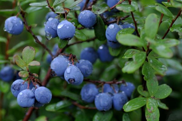 什么是藍(lán)莓