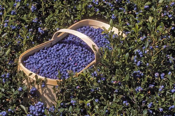 什么是藍(lán)莓