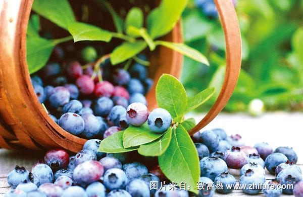 新鮮藍(lán)莓價(jià)格多少錢一斤