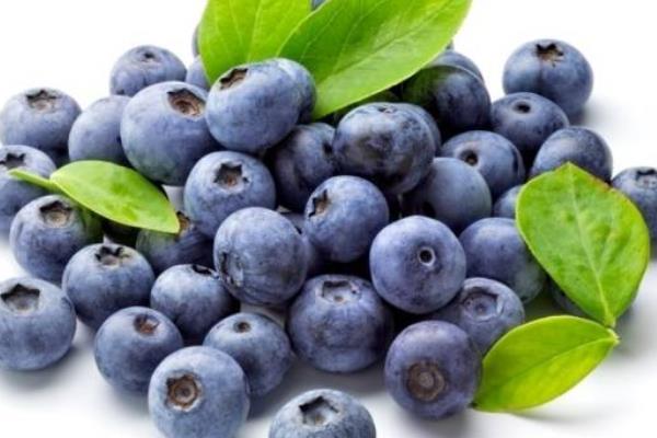 新鮮藍莓價格多少錢一斤