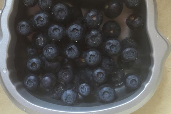 新鮮藍莓價格多少錢一斤